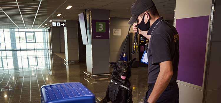 narcotics officer with dog checking luggage